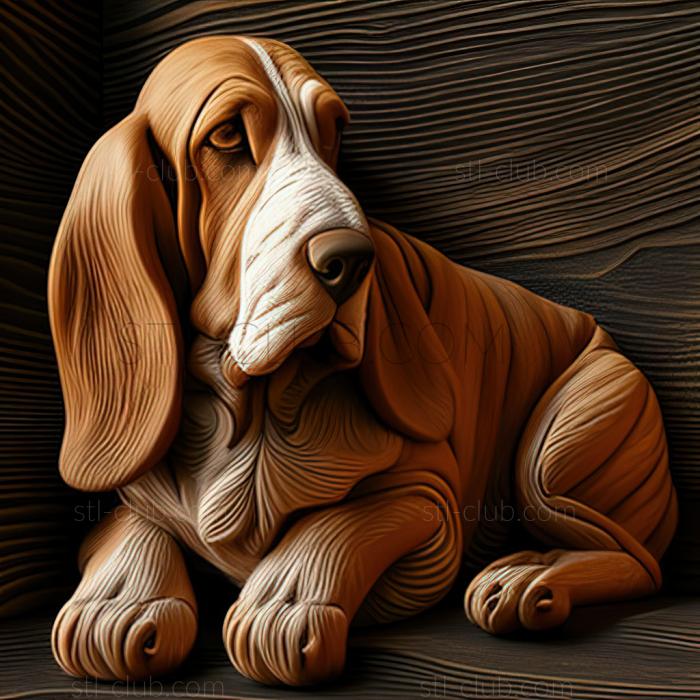 st Basset Hound dog